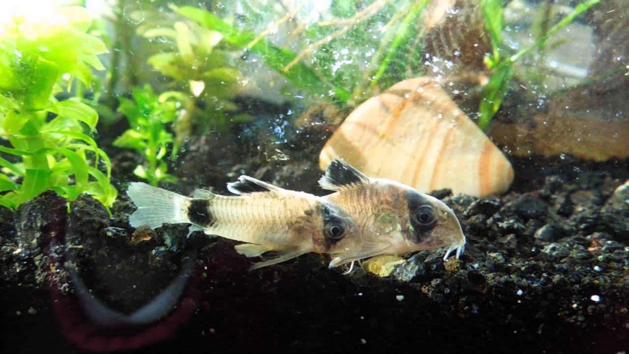 sick cory cats getting better YouTube