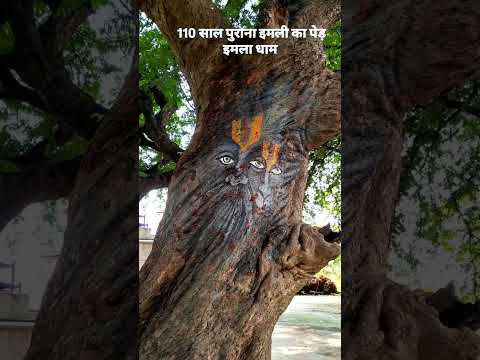 🙏🌳 वृक्ष में साक्षात लक्ष्मी नृसिंह भगवान के दिव्य दर्शन 😱🚩 | अद्भुत चमत्कारी स्वरूप ❤️ #Shorts