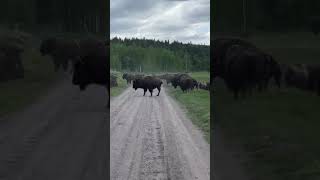 Grand Teton Bison Herd