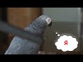 ✅ - КТО ГЛАВНЫЙ ХУЛИГАН? - Я! 🤣 ОДИН ДЕНЬ ИЗ ЖИЗНИ ГОВОРЯЩЕГО ПОПУГАЯ  🐦 ЖАКО ПЕТРУНЯ