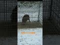 【箱罠師狩りボーイ】箱罠での初捕獲！！