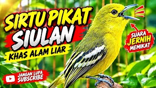 Suara Sirtu gacor memangil lawan!..Pangilan sirtu jantan khas di Alam Liar.