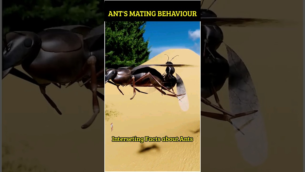 Ant's Mating Behavior 