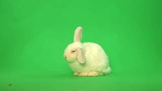 Белый кролик на хромакее (Для свободного пользования)