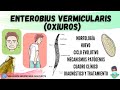 Enterobius vermicularis (OXIUROS) | Morfología, Ciclo de vida, Clínica, Diagnóstico, Tratamiento