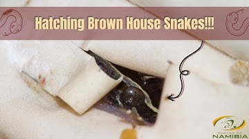 Brown House Snakes Hatching!!