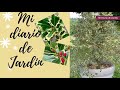 DISEÑO DE JARDINES, top 10 plantas con hojas vistosas, mi diario de jardin