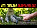 La Guida alla Sopravvivenza di cui Non Sapevi di Avere Bisogno