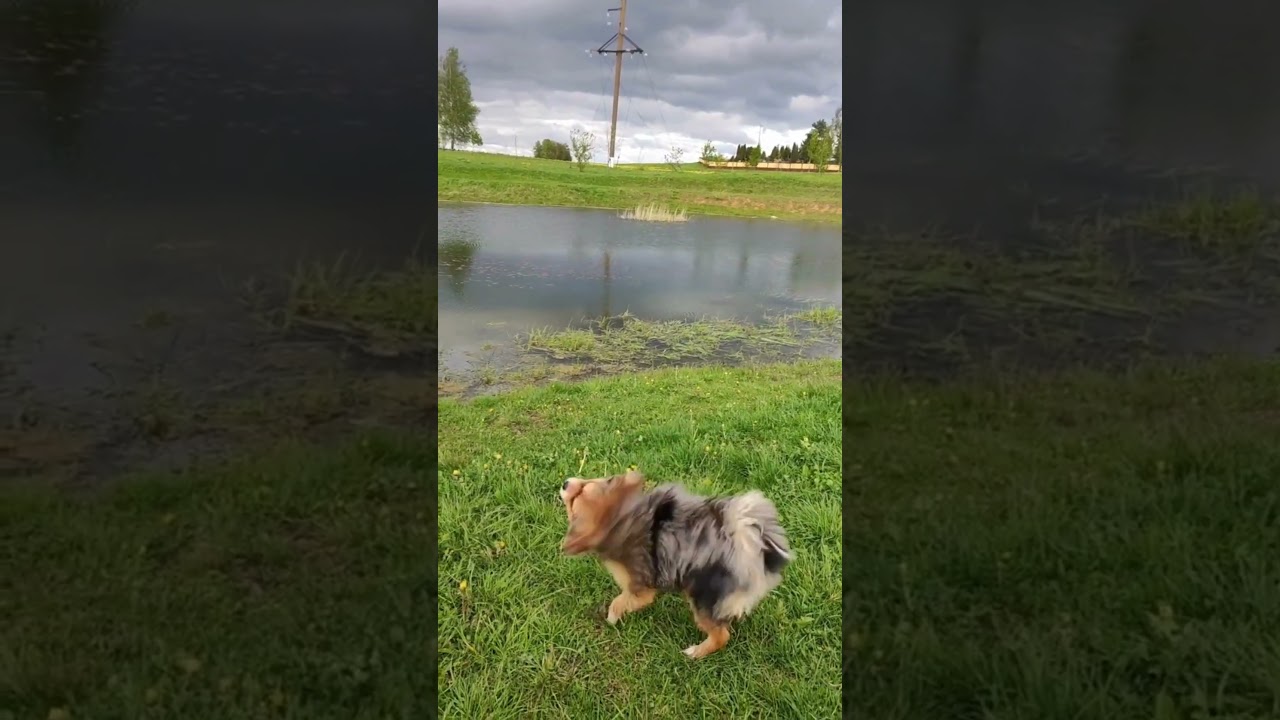 On a walk with a little friend. На прогулке с маленьким другом