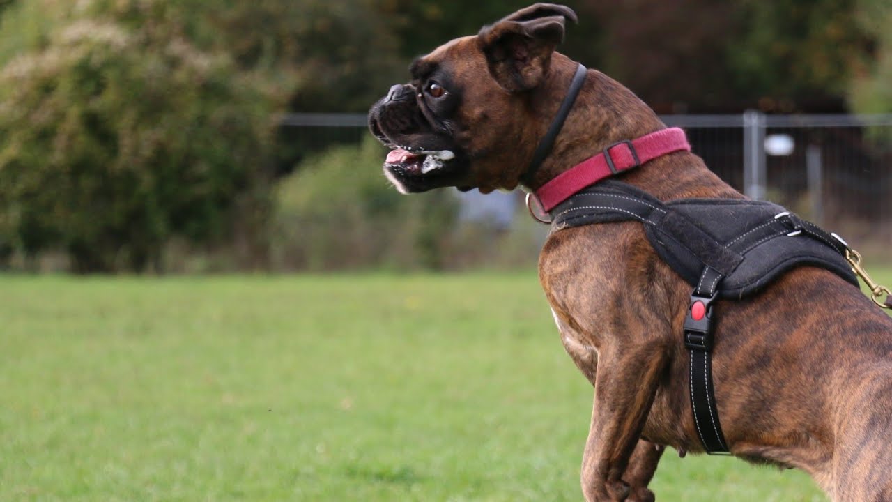 Entrenamiento de Guardia y Protección con Mi Bóxer 🐶💪 Sesión Real y Controlada