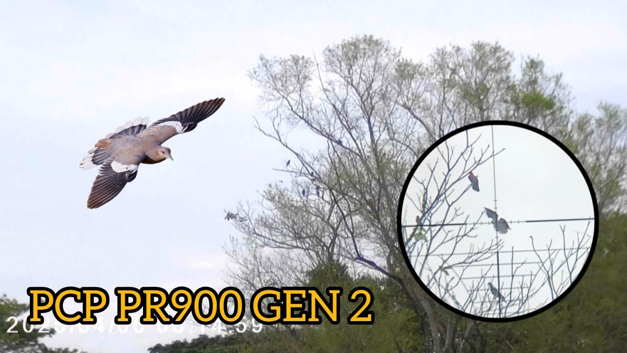 Caceria de palomas Con rifle PCP pr900 gen 2