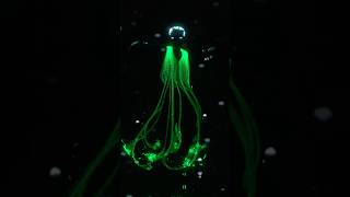 Lightwire Proves What Agt Is All About  Agt 2025