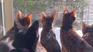 猫6匹初めての積雪にびっくり❄️ #shorts