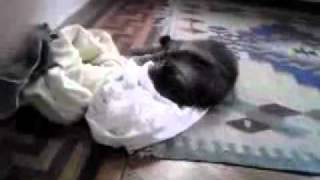 SIlly silly kitteh!