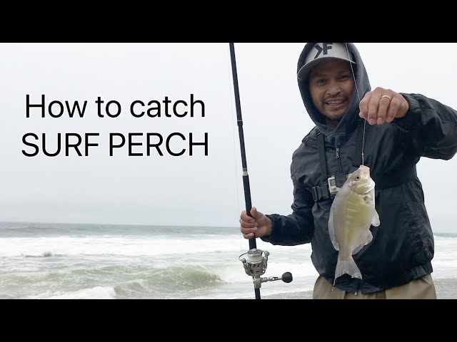 Surf fishing – 5 tips to catch more surfperch on the West Coast