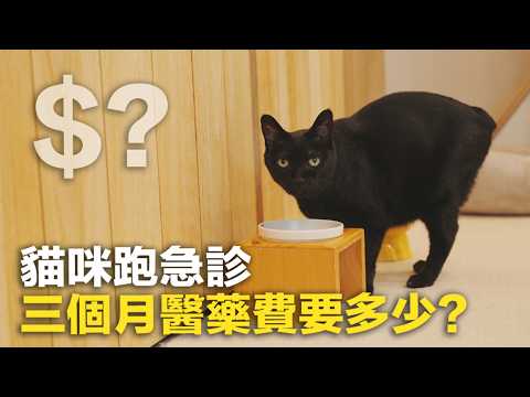 [How much will it cost for a cat to take its parents to the emergency room for three months?] Zhi...