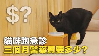 【貓咪跑急診，三個月醫藥費要多少？】志銘與狸貓