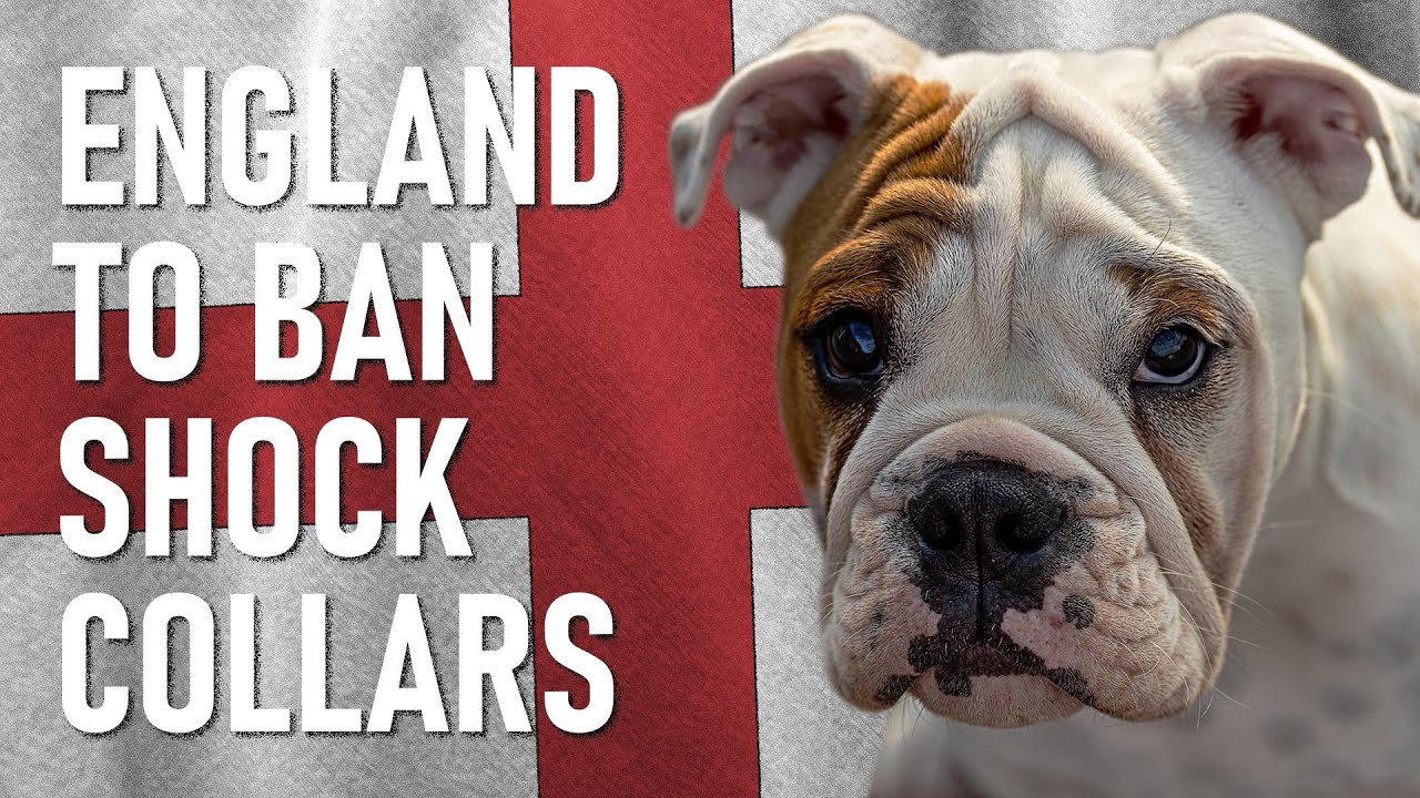 England To Ban Shock Collars for Dog Training YouTube