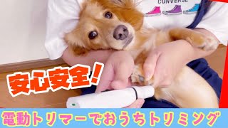 初めてのお家トリミングで超簡単！安全に使える電動トリマー【ミニチュアダックスフンド】モカの気持ちNo.103