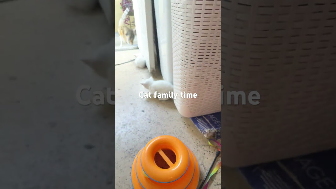 Cat family time 2