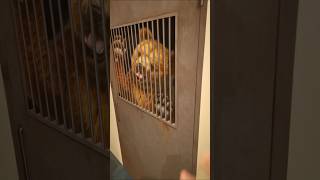 くまがだんだん