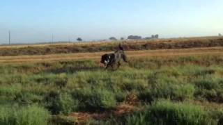 Texas Dove Hunting