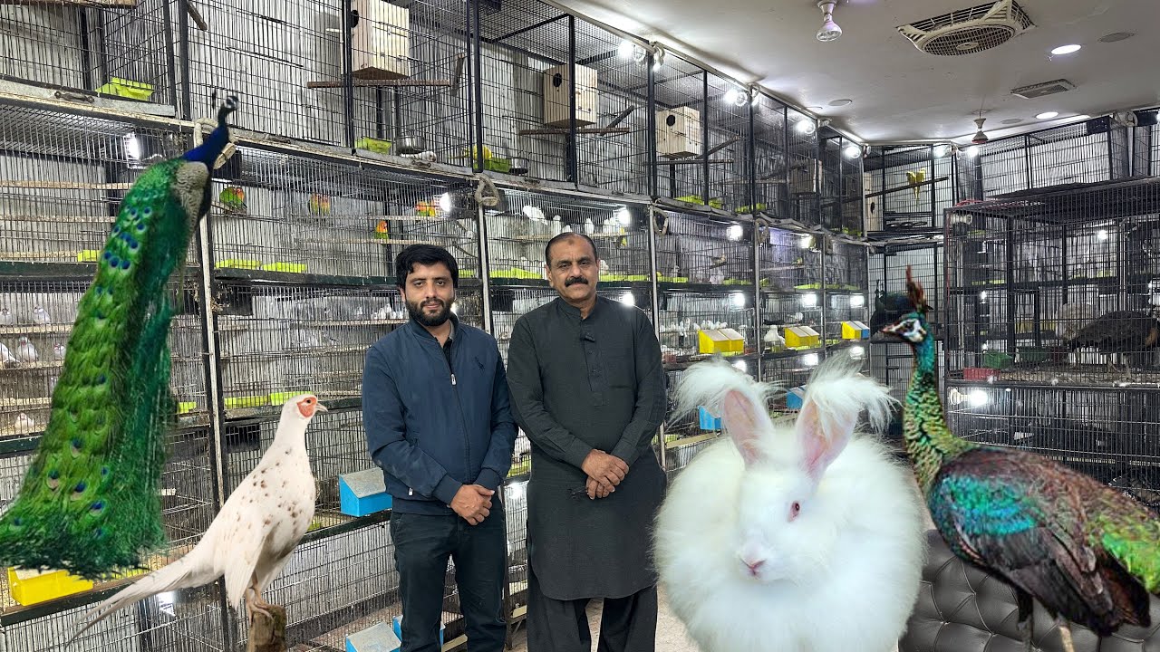 Multan Sunday Birds Market 08 February 2026 | multan birds market latest update | Mustaq Ahamad |