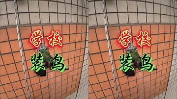 学校装个鸟#创作灵感 #专业的事情交给专业人去做 #广告