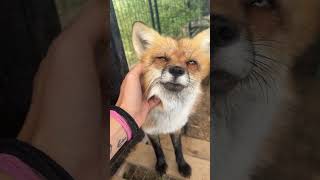 Hildi, Nox, & Hallux fox!