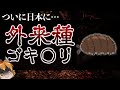 【ゆっくり解説】あの外来種ゴキ○リがついに日本で発見されました…