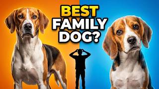 Best Family Dog? English Foxhound vs Beagle (The Truth)