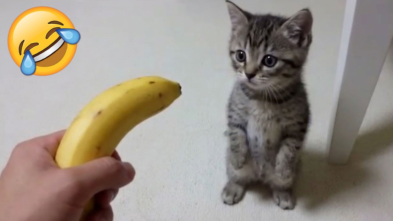 Смеешься — проигрываешь 😹 Самые смешные кошки и собаки 2026 😂🤣 Часть 7