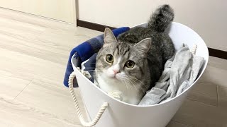 干したての洗濯物が気持ちよすぎて埋もれてる毛玉がいますw