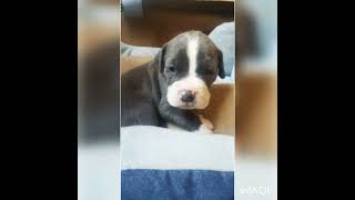 Pitbull Puppy Journey 1 Day To 1Year