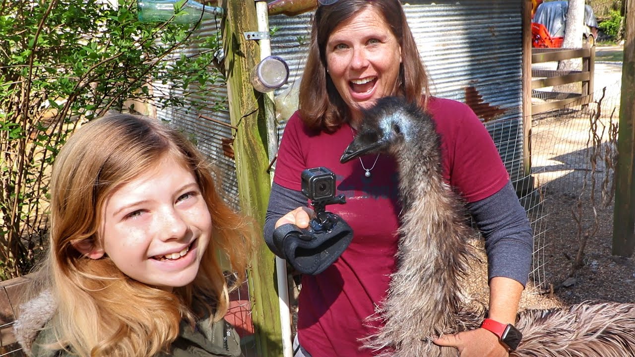 We Put a Camera On This Emu, And This Is What Happened - YouTube