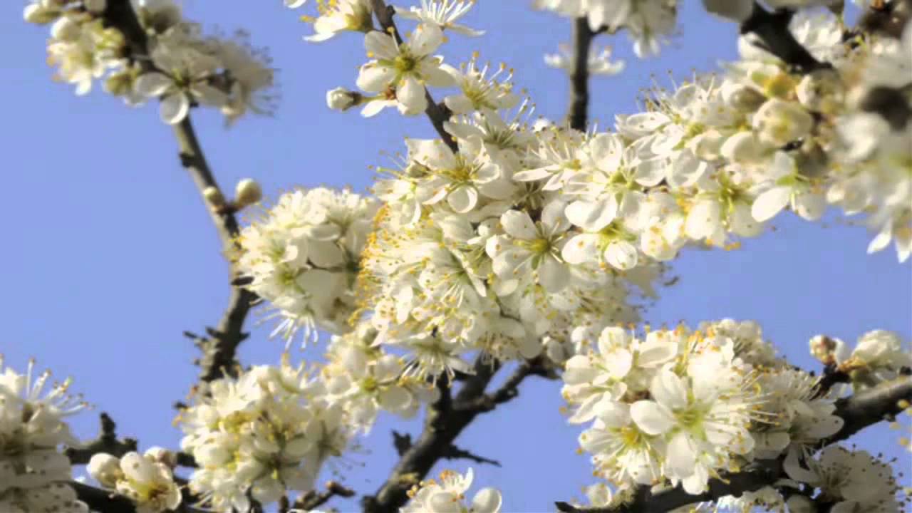 FREDERIC DELARUE - Believe  ( Spring )