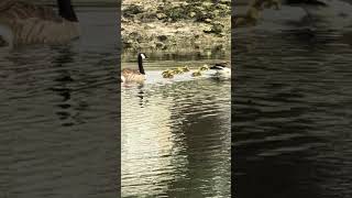 New Life on the Water 🐣 | Canada Goose Family with Fresh Goslings (Shot on Pixel 10 Zoom)