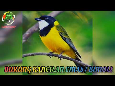 Kicauan burung bimoli gacor untuk merangasang bimoli lain agar cepat gacor