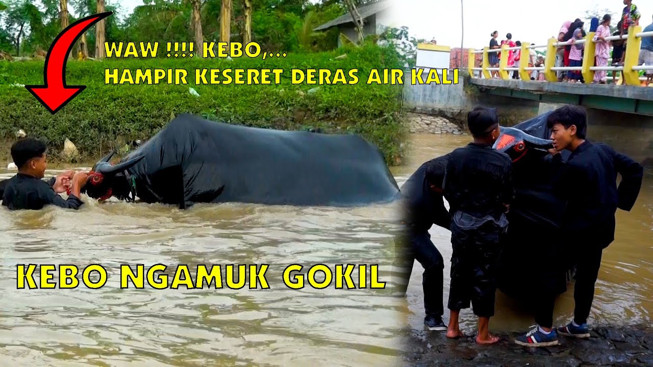 Wow !!! Kebo Hampir keseret Arus Kali | Singa dangdut RATU JELITA 2022 | Bangkaloa 1 April 2022