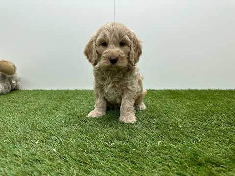 Video Cockapoo