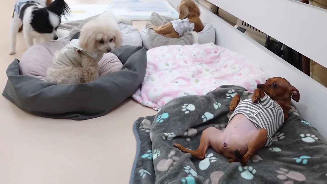 来て早々にゴロゴロするミニピン　🐶ひみつきちなう！①🐶  2026年2月21日