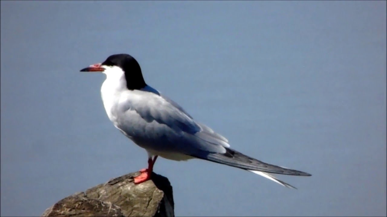 Chira de balta, Sterna hirundo, Common Tern 