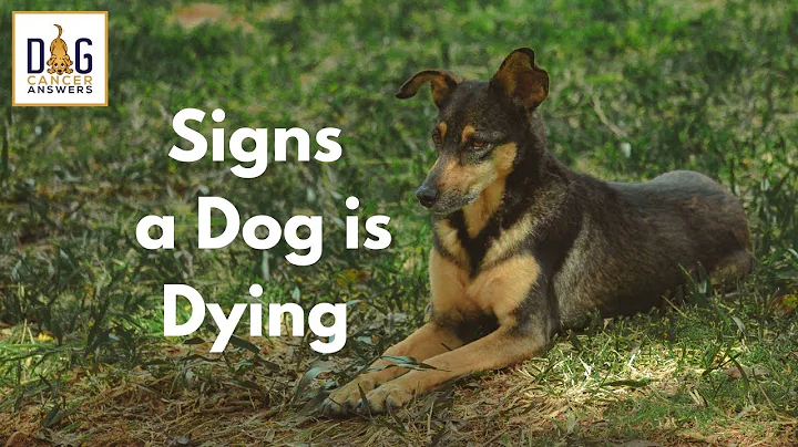 Signs a Dog is Dying: A Vet Reveals What Your Dog May Be Experiencing | Dr. Demian Dressler Q&A