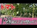 【トマト】これしないと大変です。下葉取りのタイミング・場所