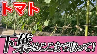 【トマト】これしないと大変です。下葉取りのタイミング・場所