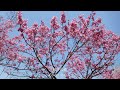 桜子の春/五木ひろし/Cover北原涼