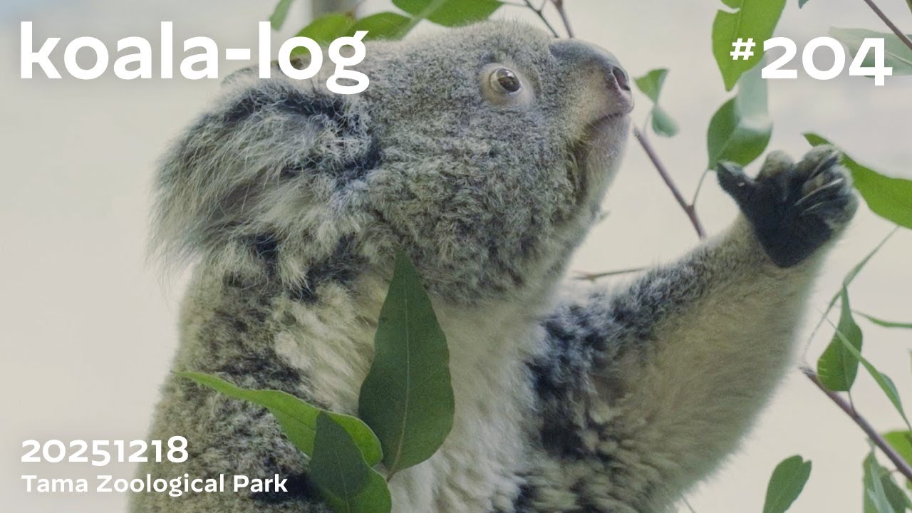koala-log] コアラログ #204 多摩動物公園 251218 🐨 - YouTube