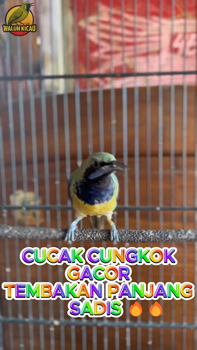 CUCAK CUNGKOK GACOR TEMBAKAN PANJANG 🔥🔥#kicaumania #masterancungkok #cungkokgacor #cungkok #shorts