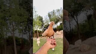 Pigeon videos #kabutarbazi #pigeon #bird #pigeons #kabotarbazi #shorts #ajpets #kabutar #love