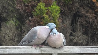 Pigeons ASMR by shawry1970 9 views 13 days ago 3 minutes, 1 second